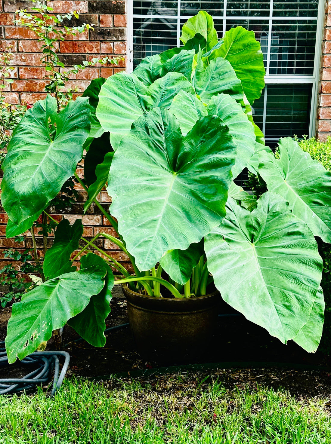 Planting Peace: Growing Elephant Ears + Other Life Lessons 🪴